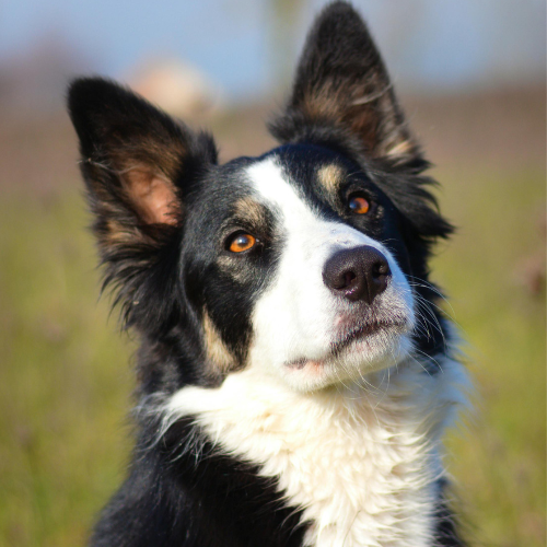 Border Collie Thor