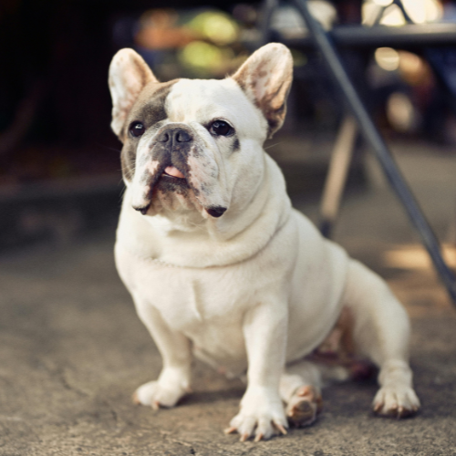 Bulldog Bruno