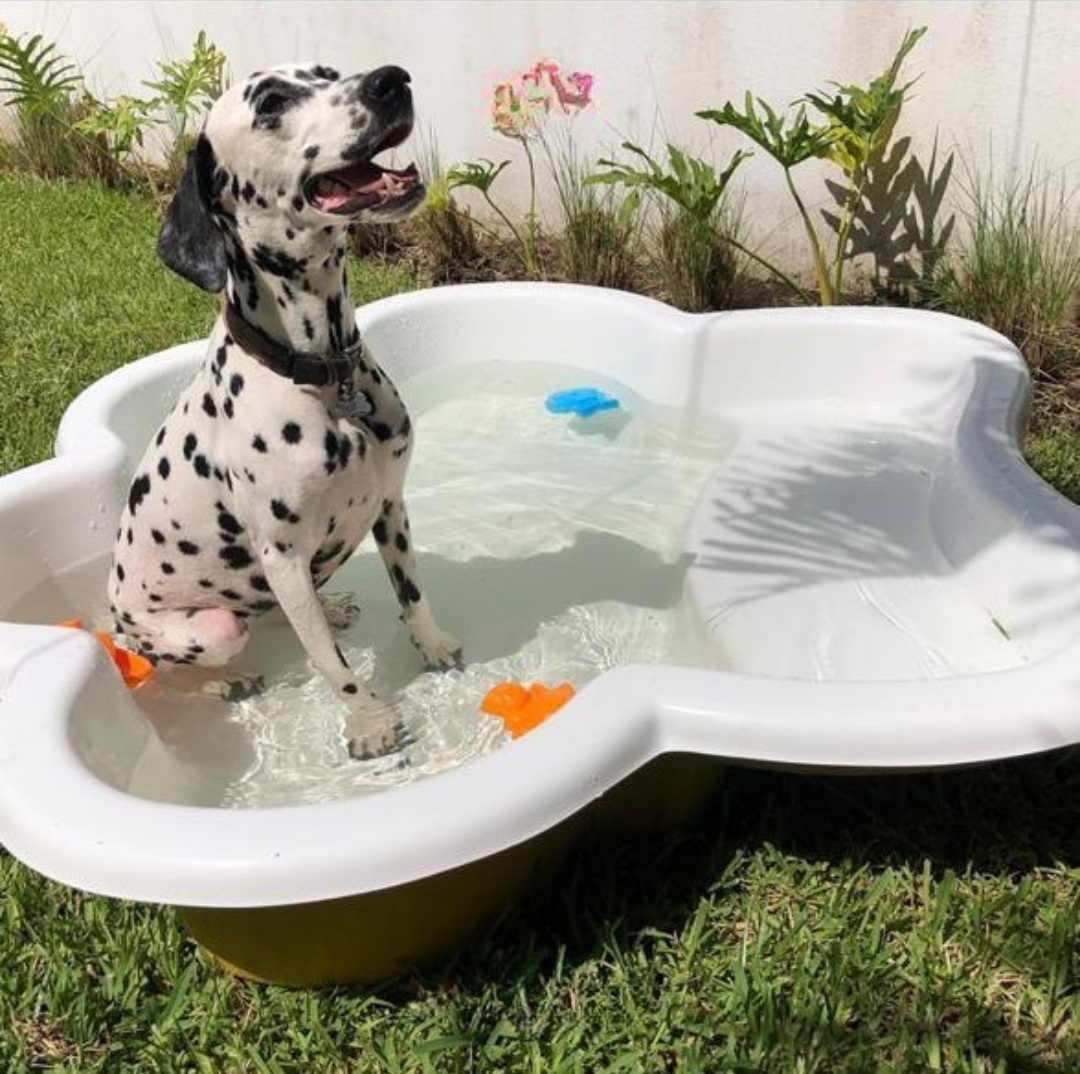 Dálmata refrescándose dentro de una pileta para perros con forma de hueso